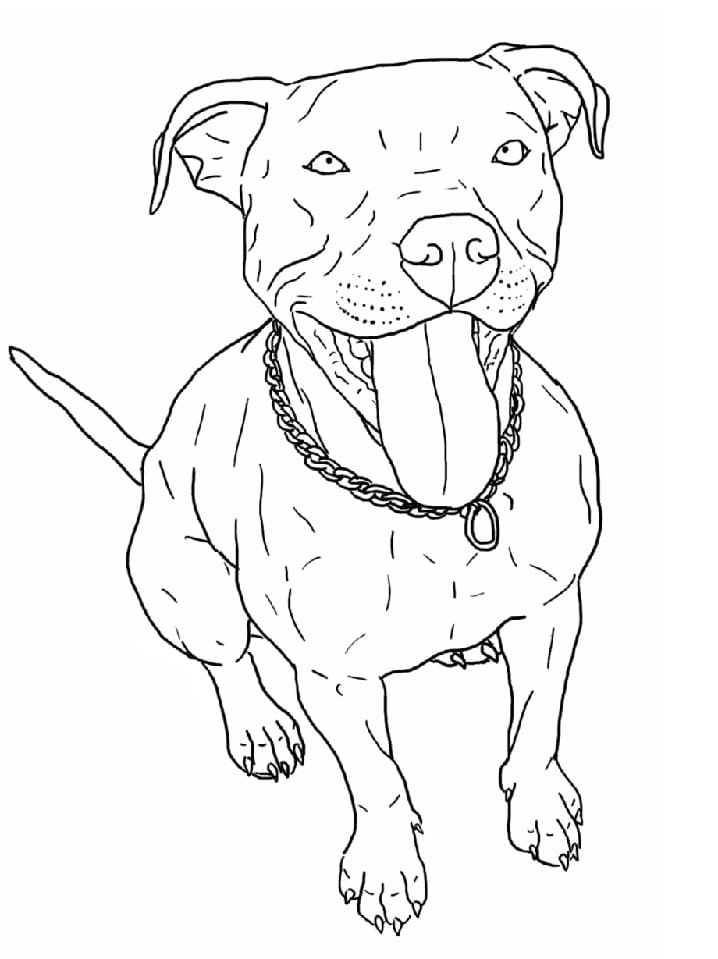 Pitbull coloring pages printable for free download