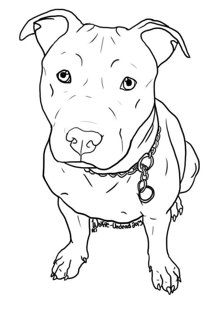 Coloring pages of pitbull dogs pitbull desenho desenho de cachorro tatuagem de cachorro