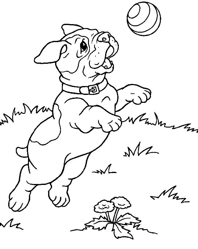 Pitbull coloring pages