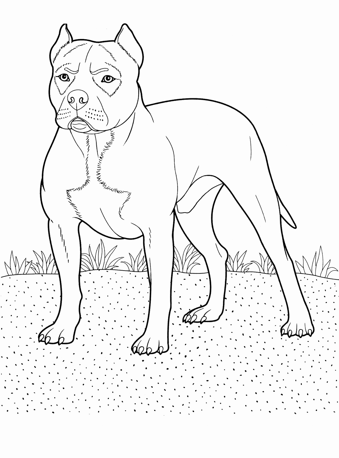 Pitbull coloring pages