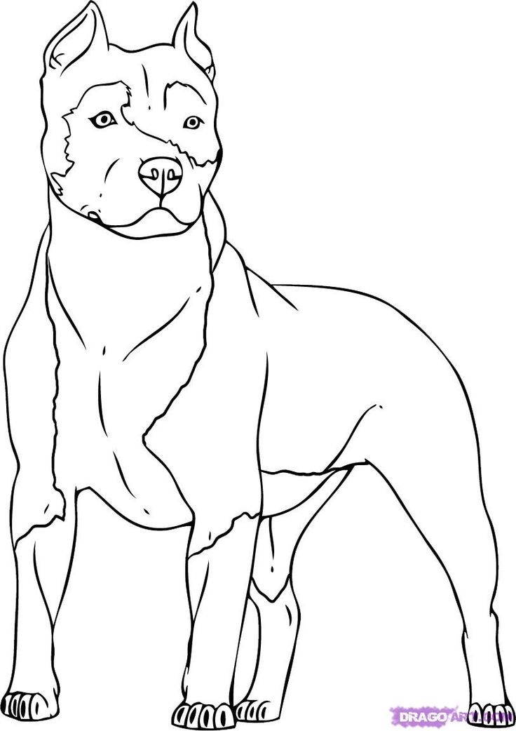 Dog coloring pages