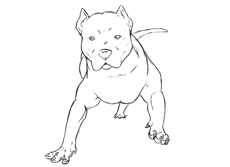 Pitbull coloring pages