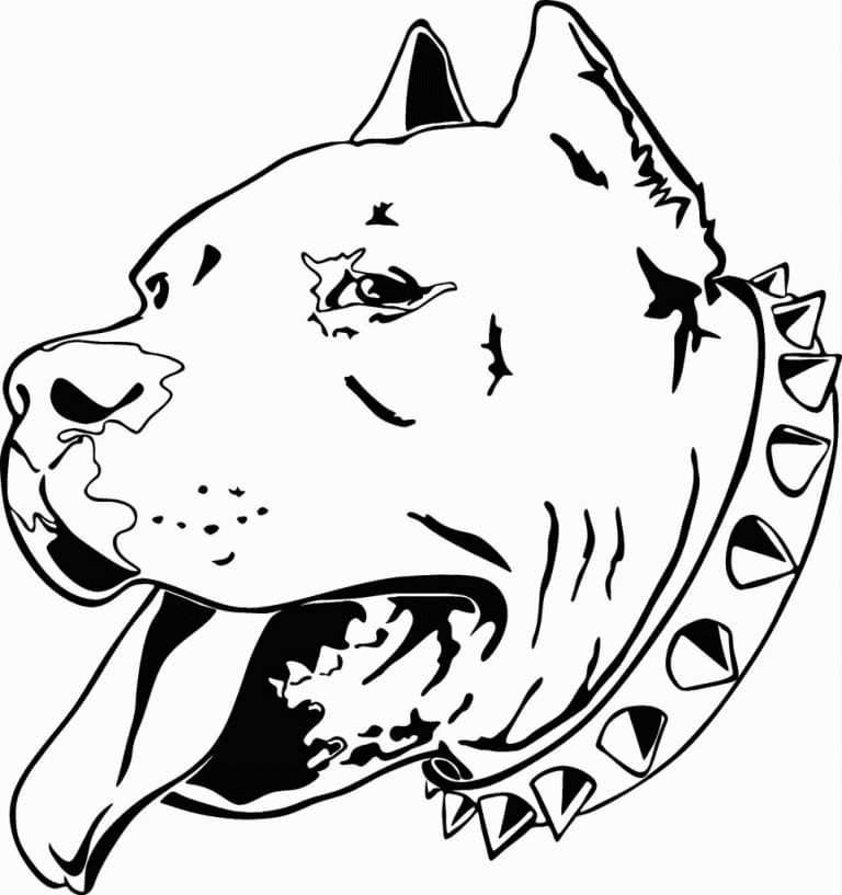 Pitbull coloring pages printable for free download