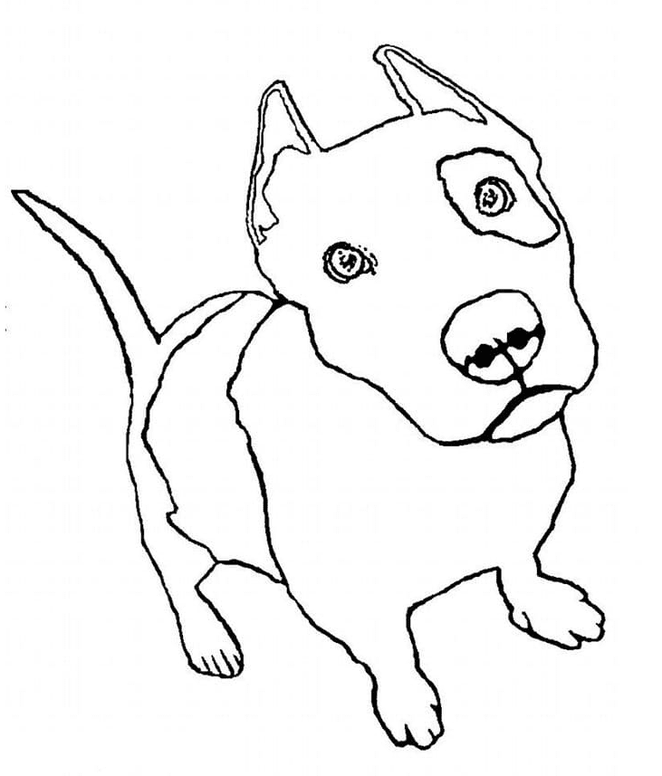 Pitbull coloring pages printable for free download