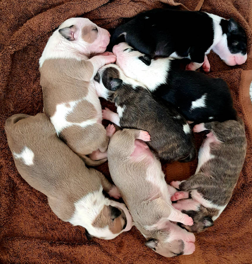 newborn blue nose pitbull puppies