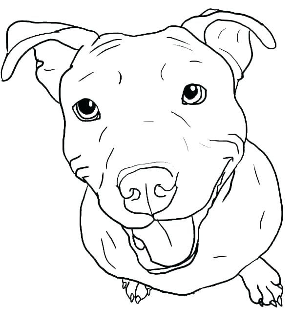 Pitbull coloring pages