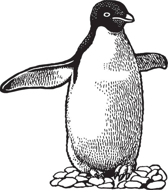 Free penguin clipart