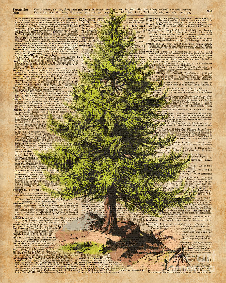 Pine treecedar treeforestnature dictionary artchristmas tree digital art by anna w