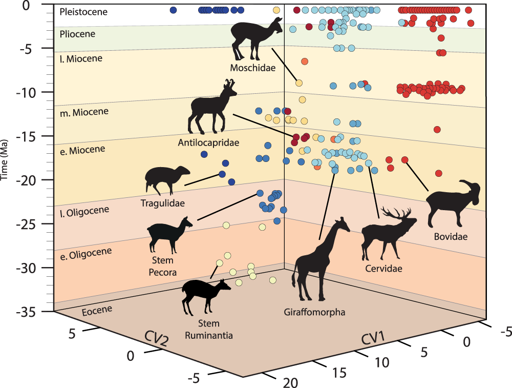 Ruminant inner ear shape records million years of neutral evolution munications