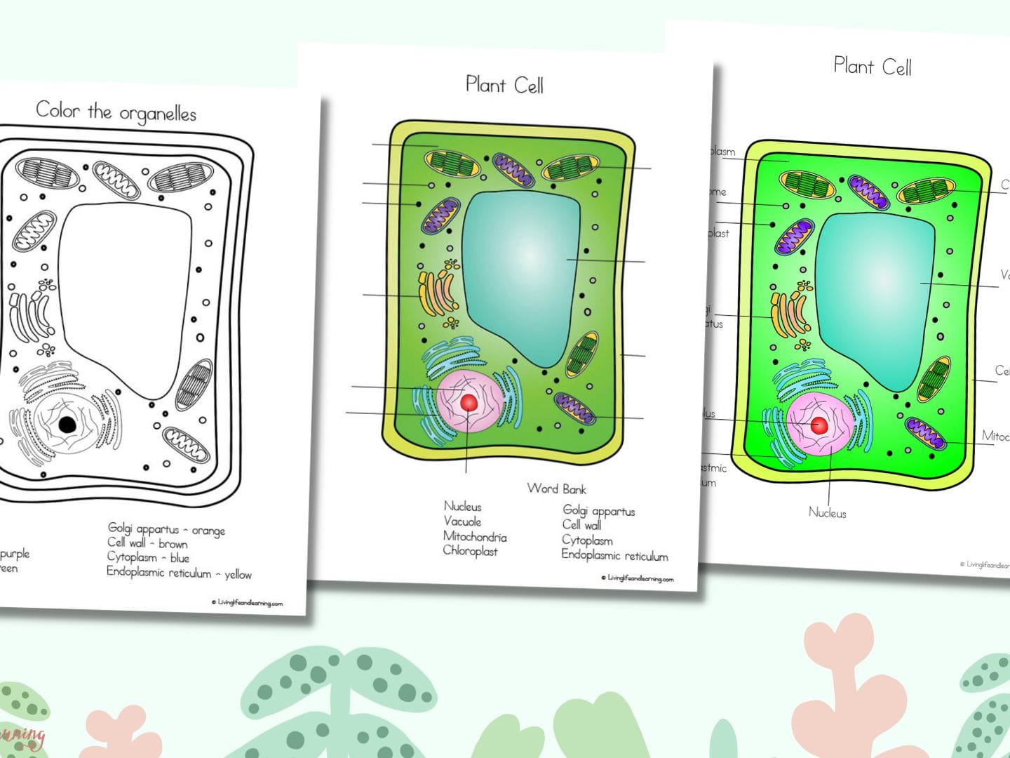 Plant cell coloring worksheet