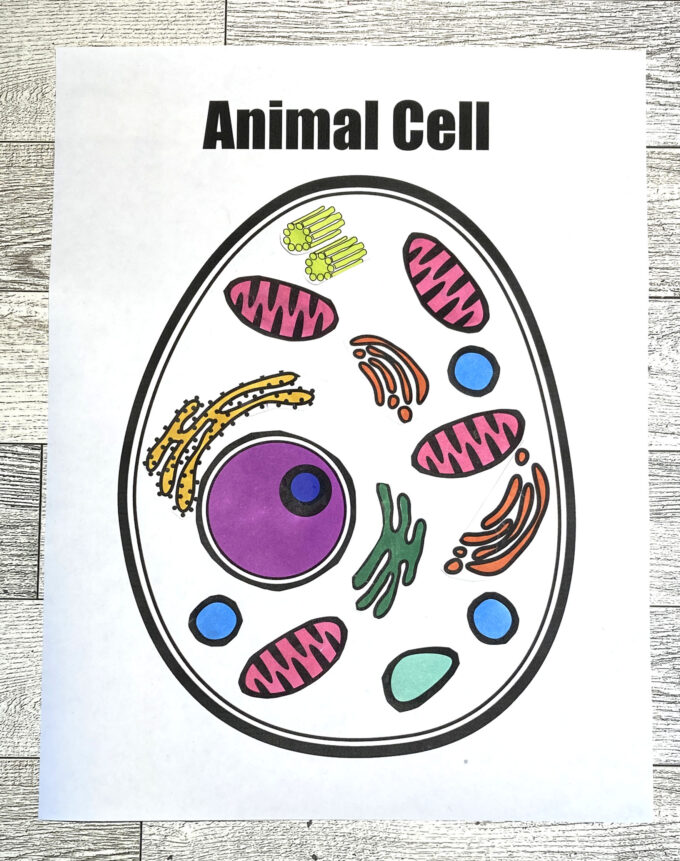 Animal cell coloring sheet