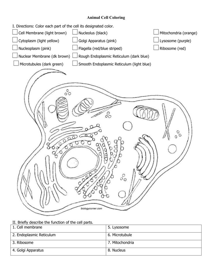 Free essys homework help flashcards research papers book report term papers history sciencâ animal cell color worksheets cell membrane coloring worksheet