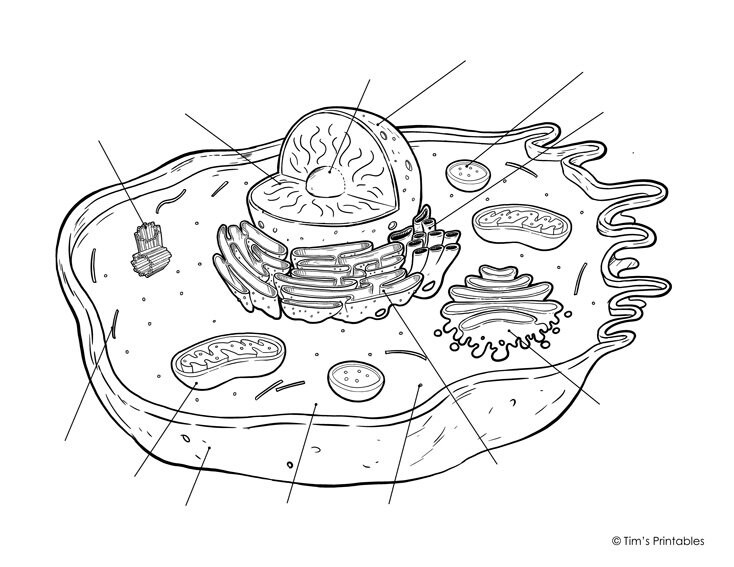 Animal cell diagram pdf