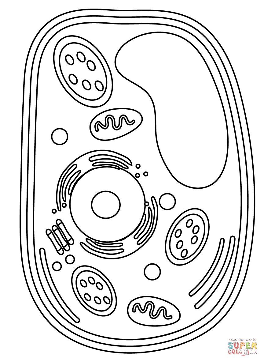 Plant cell coloring page free printable coloring pages