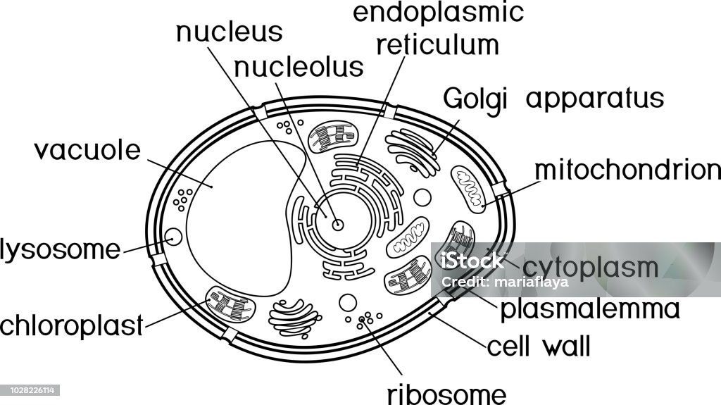 Coloring page plant cell structure with titles stock illustration