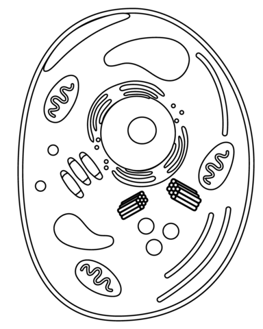 Animal cell coloring page free printable coloring pages