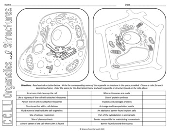 Plant and animal cells organelles and structures coloring worksheet