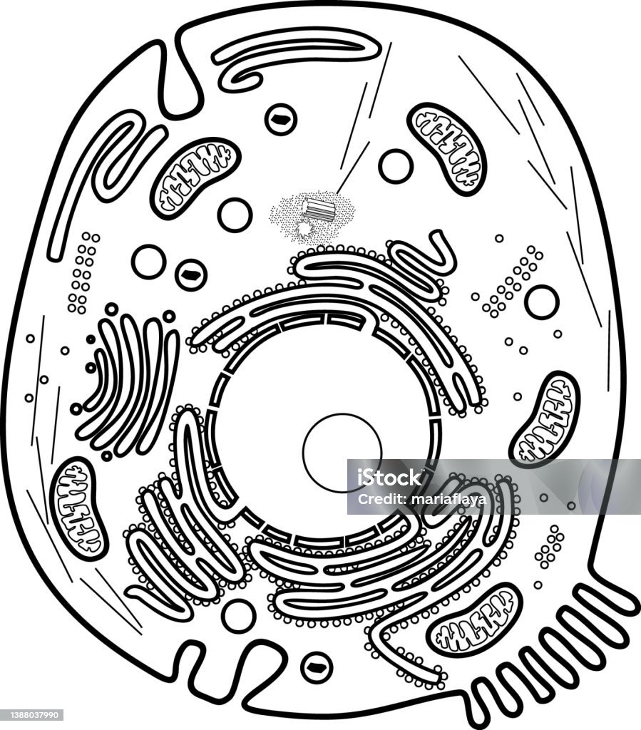 Coloring page with animal cell structure educational material for biology lesson stock illustration