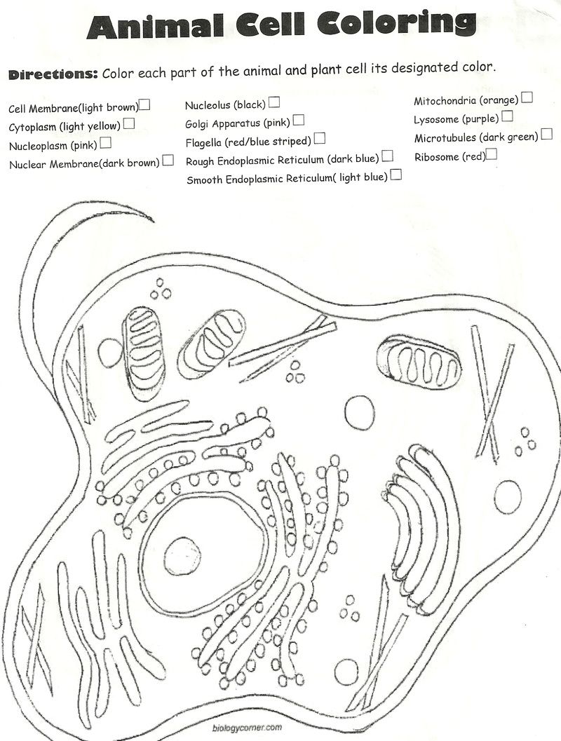 Printable animal cell coloring worksheet