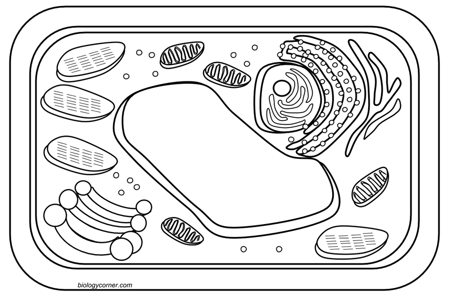 Plant cell coloring