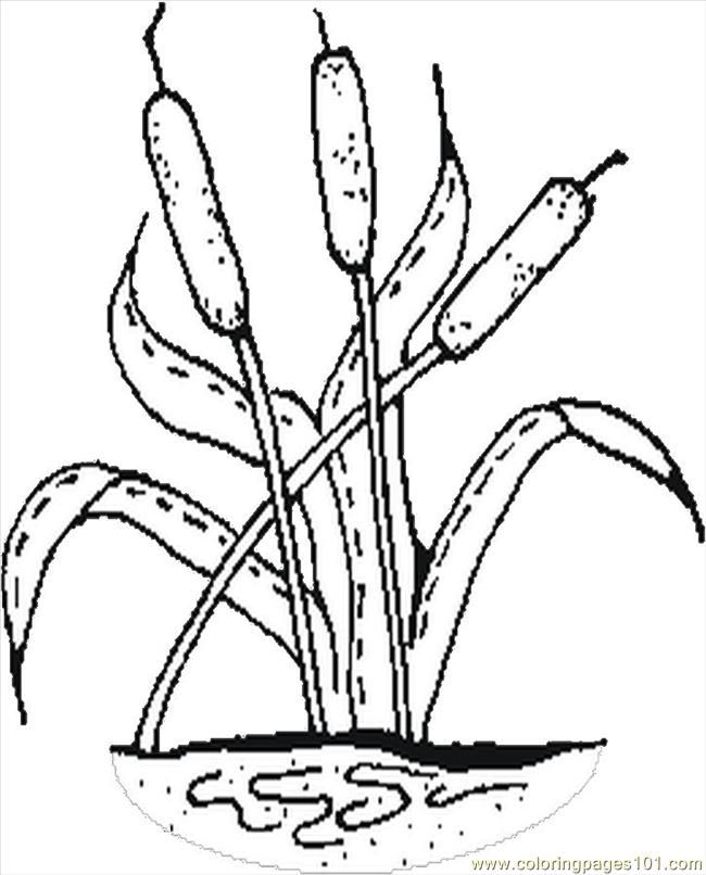 Cattails coloring page free others pages sketch coloring page coloring pages colouring pages cat tail