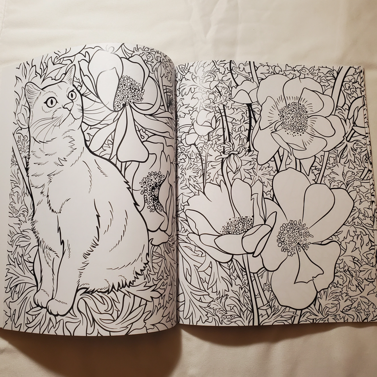 Coloring book cats plants