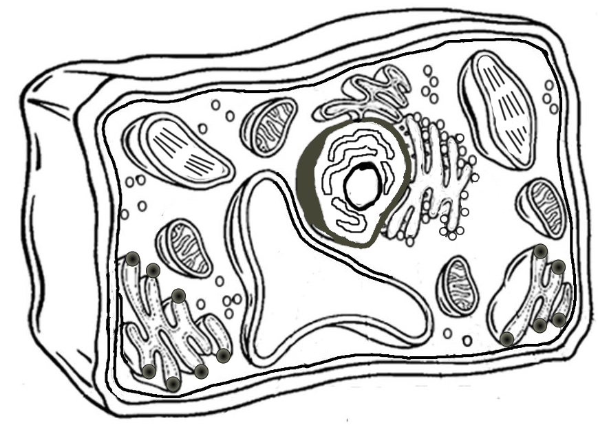 Plant cell coloring