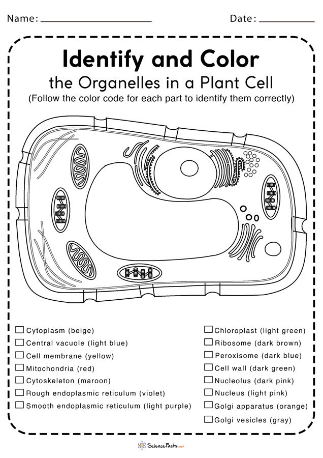 Plant cell worksheets