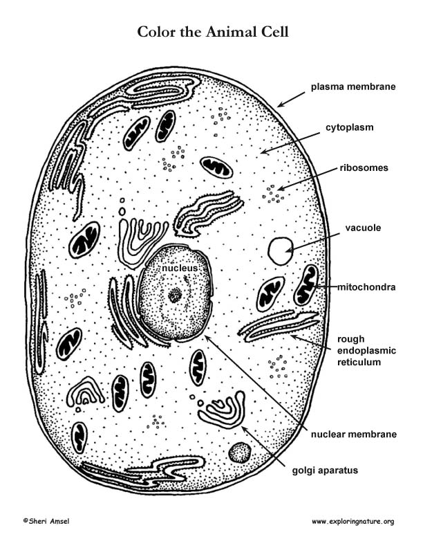 Animal cell coloring page