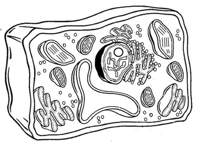 Plant cell color sheet animal cells worksheet cells worksheet plant and animal cells