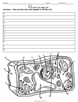 Plant cell color label function activity tpt