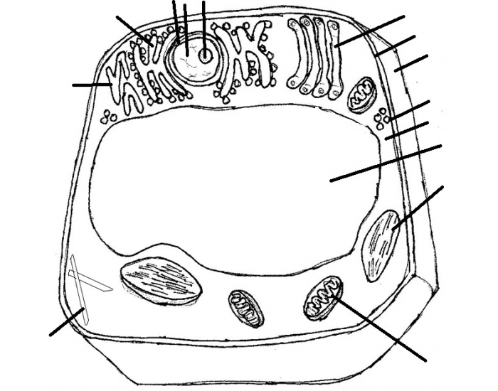 Plant cell functions quiz