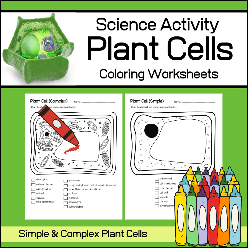 Plant cell coloring worksheets