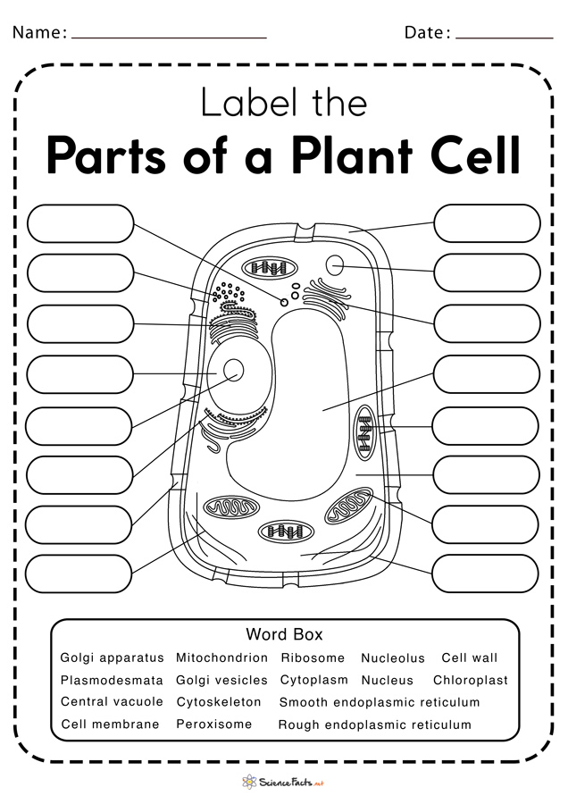 Plant cell worksheets