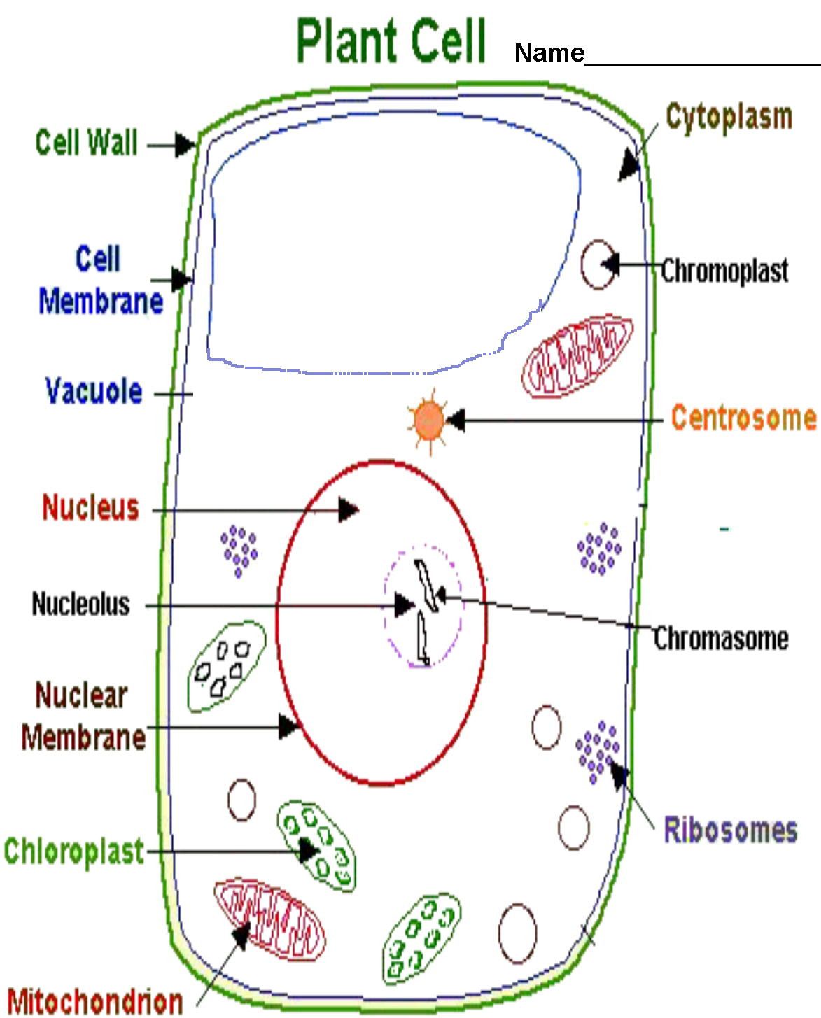 Plant cell coloring worksheet answers pio plant cells worksheet cells worksheet animal cells worksheet