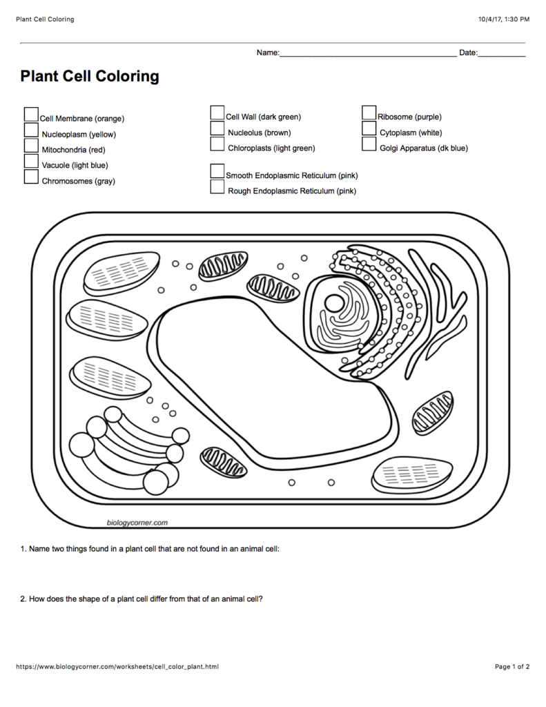 Plant cell diagram