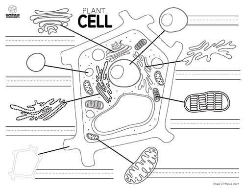 Plant cell worksheets