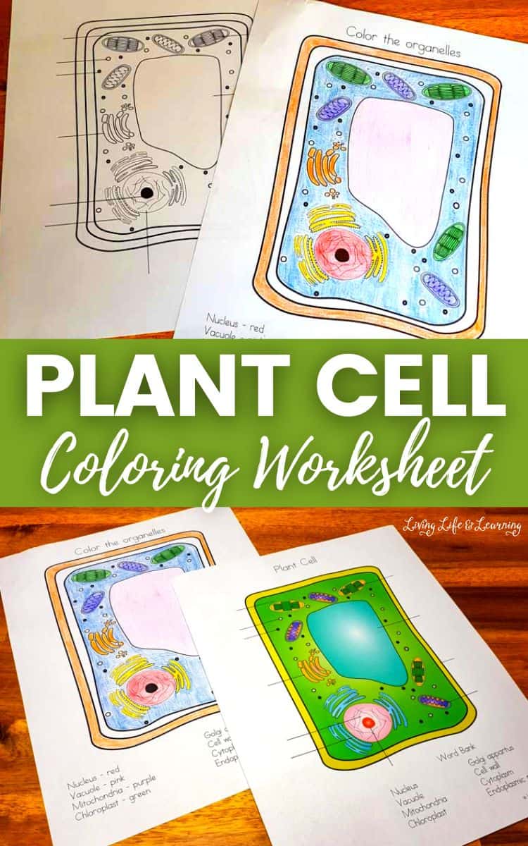 Plant cell coloring worksheet