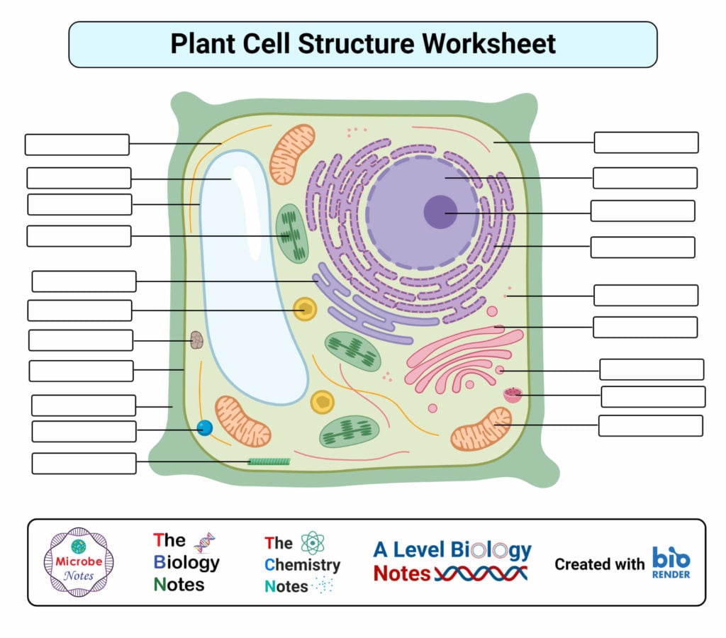 Plant cell structure parts functions labeled diagram