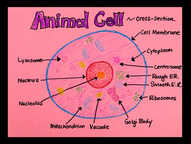 Animal cell anatomy