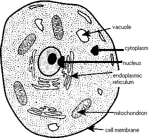 The incredible animal cell gracies cloud