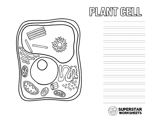 Plant cell worksheets