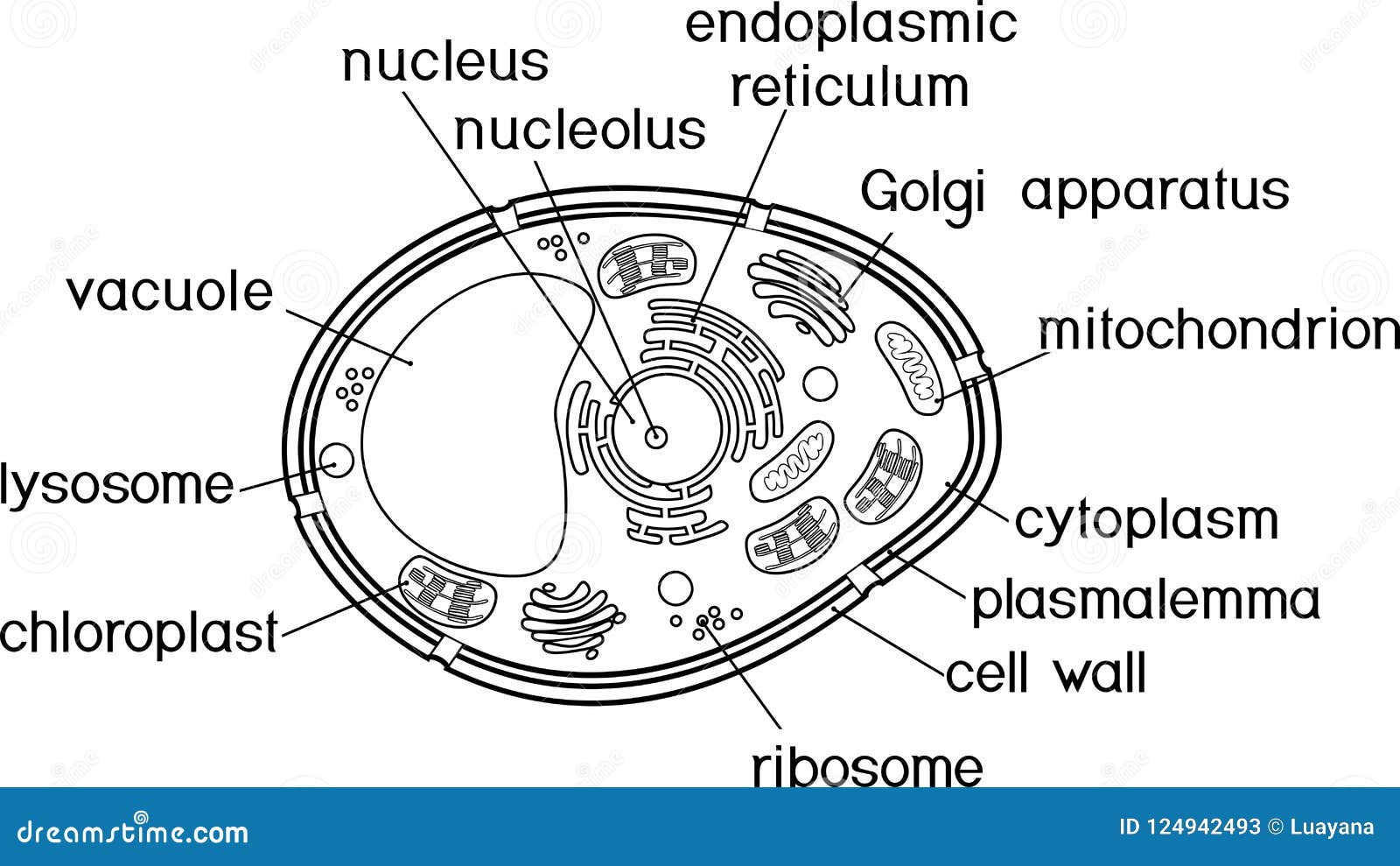 Coloring page plant cell structure with titles stock vector