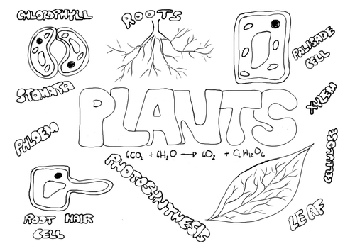 Plants poster to colour in