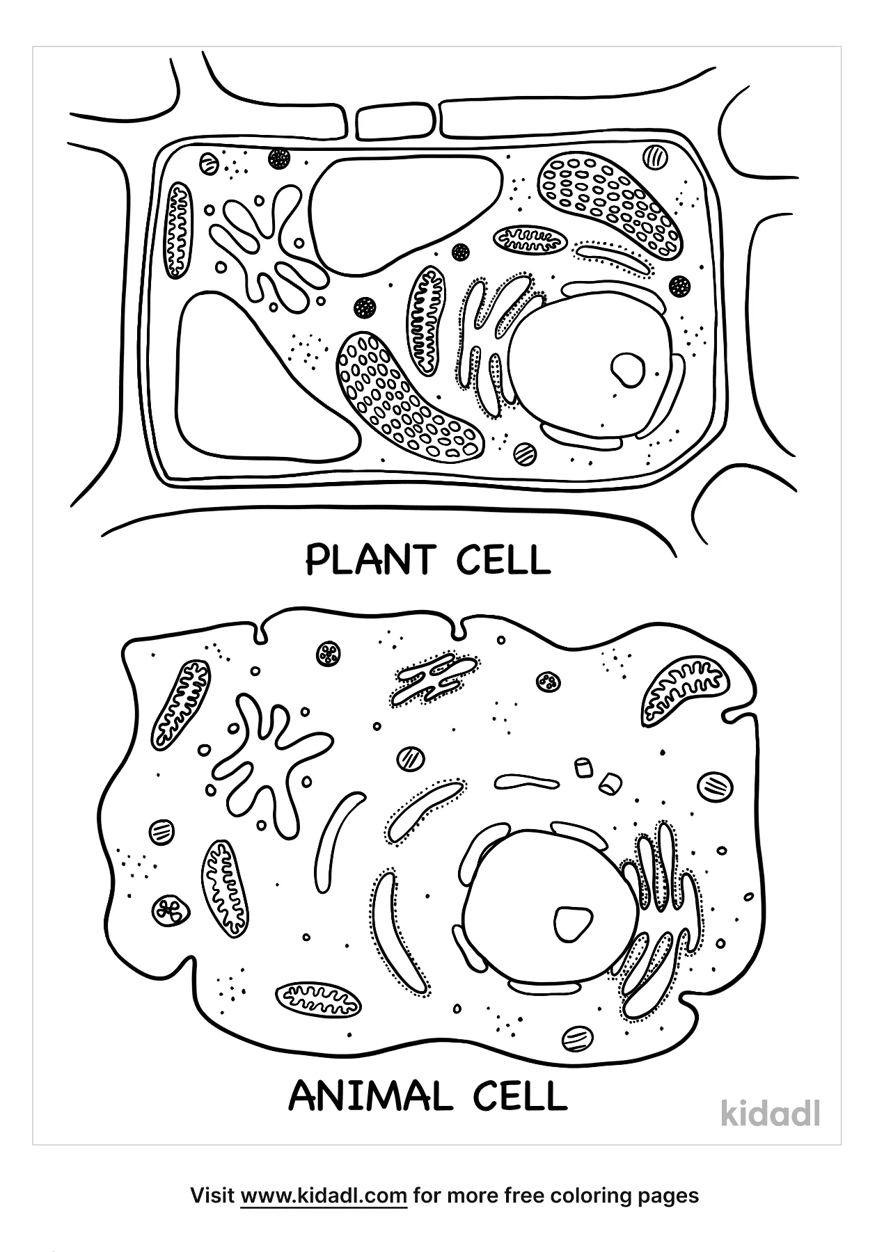 Free plant and animal cell grade school coloring page coloring page printables