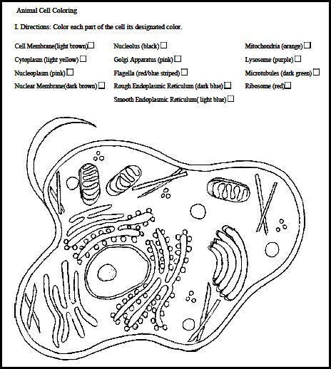 Animal cell animal cell plant and animal cells cells worksheet