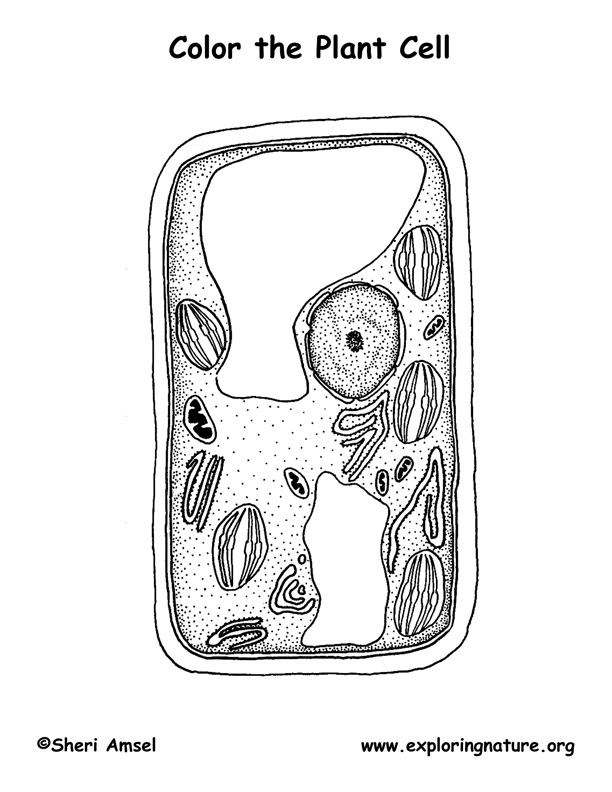 Plant cell coloring page