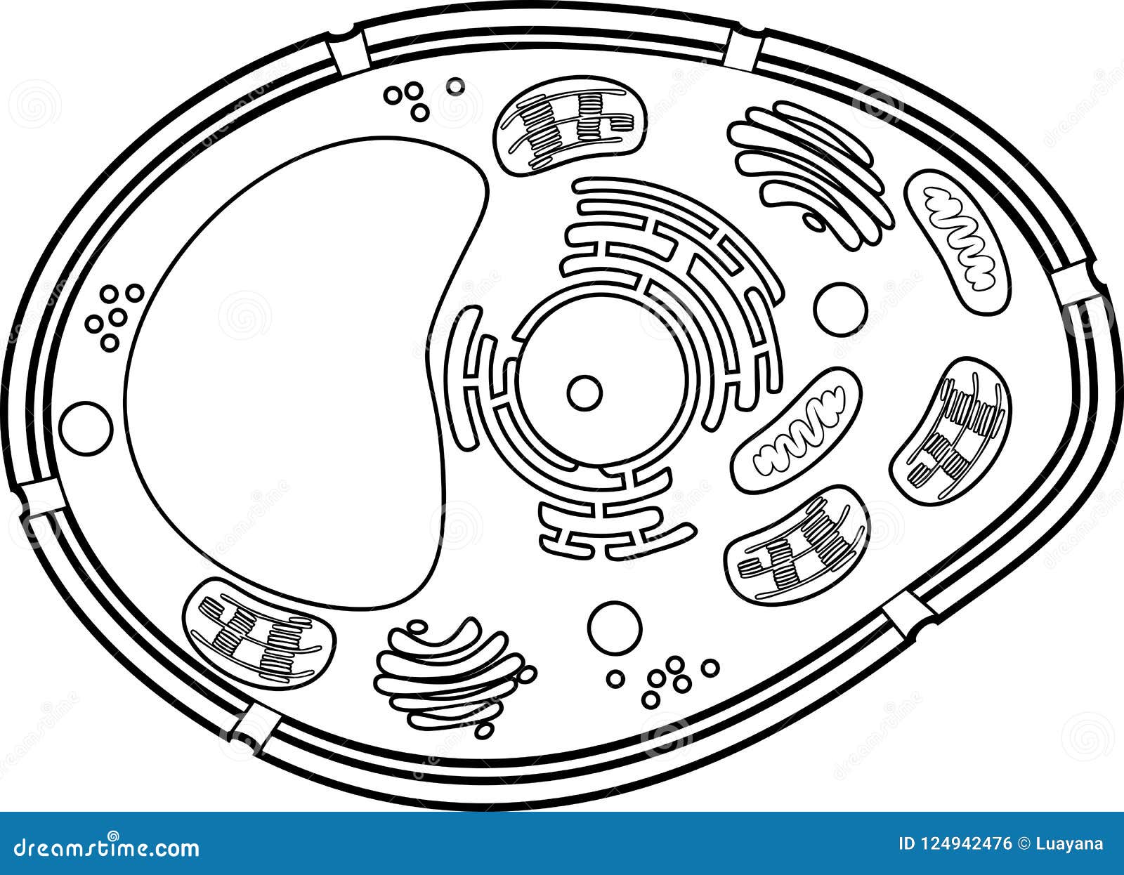 Coloring page plant cell structure stock vector