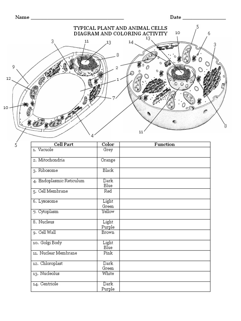 Cell coloring worksheet wd answer key pdf pdf cell nucleus lysosome