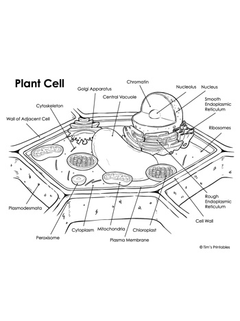 Plant cell diagram packet â tims printables